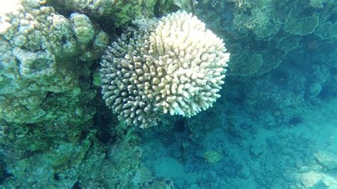 Eilat Red Sea Coral Reef Youtube