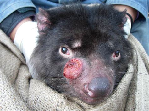 The disease is characterised by large tumours, mostly on the face and mouth, which often spread to internal organs. Conservation Ecology: Evolution of the Devil Facial Tumor ...