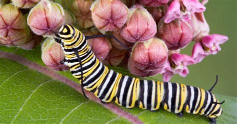 Monarch Butterfly Caterpillar Everything You Need To Know Imp World