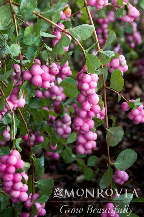 Check spelling or type a new query. Medium Sun Shrubs Continued - Sierra Nevada Plant Guide