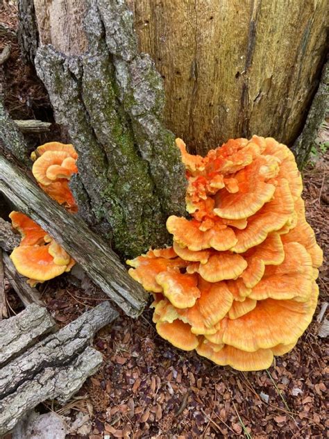 Laetiporus Chicken Of The Woods Last Summer In Michigan Rmycology