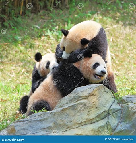Two Giant Pandas Playing Stock Photo 24230766