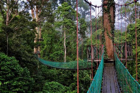 Located in perak, just 2 hours from pangkor island, lumut and the capital city of malaysia, kuala lumpur. Descubre TU MUNDO: Camino ecológico "Tree Top Canopy Walk ...