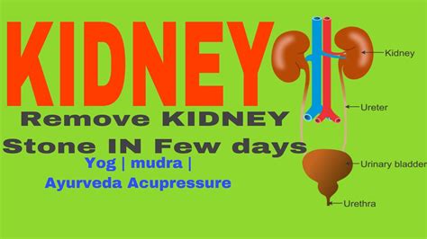 Kidney Disease Remove Kidney Stone Yoga For Kidney Kidney Mudra