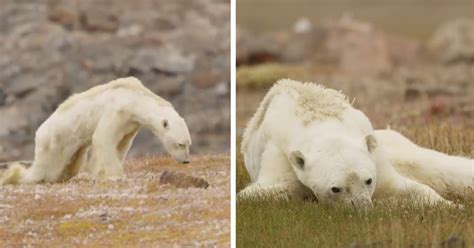 Viral Video Of Polar Bear Slowly Dying Shows Harsh Reality Of Humans