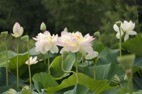 Dc Hidden Gem Ready To Shine As Lotus And Water Lily