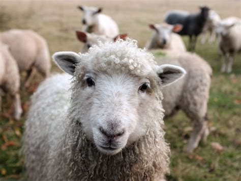 Shoulder Deep In A Scottish Sheep Farm