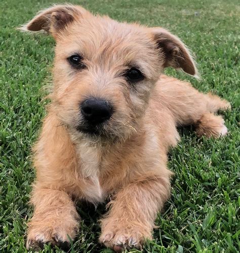 Fuzzy Small Male Border Terrier Mix Dog In Qld Petrescue
