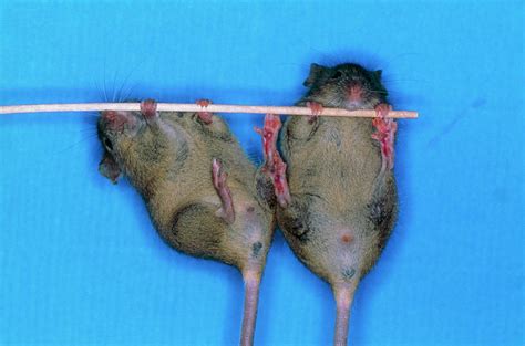 Male Mouse Left And Right Transgenic Female Photograph By Medical