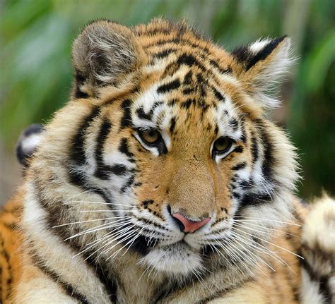 Tiger Cute Lupon Gov Ph
