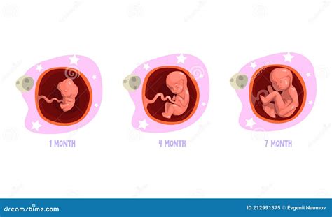 Etapas De Desarrollo Embrionario Conjunto 1 4 7 Meses Ilustración De