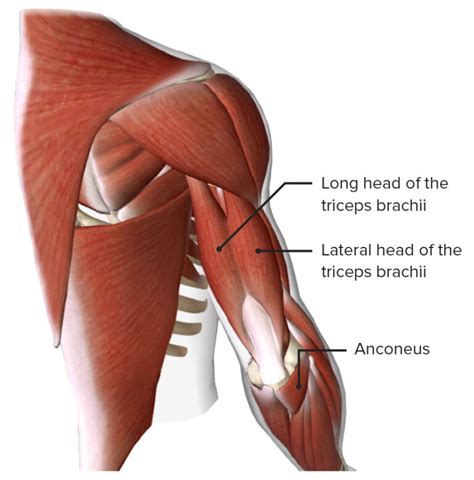 Elbow Joint Anatomy [ Video] Lecturio Medical