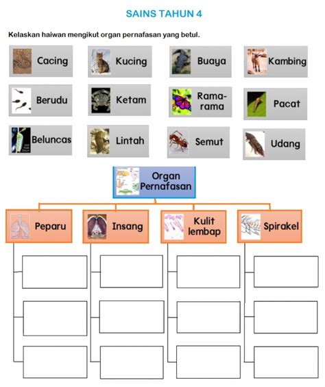 Contohnya, katak, salamander dan newt. Sains Tahun 4 activity