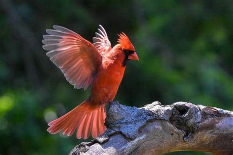What Is The State Bird Of Indiana All Facts Explained