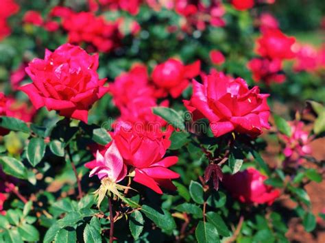 Purplish Red Roses Flowers Blooming Inside Elizabeth Park Stock Photo
