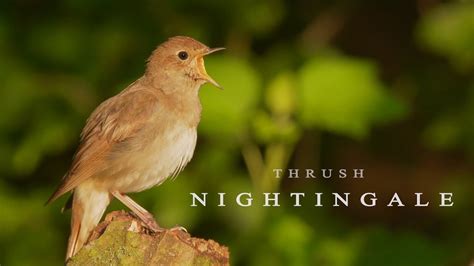 Bird Sounds Nightingale Bird Singing Youtube