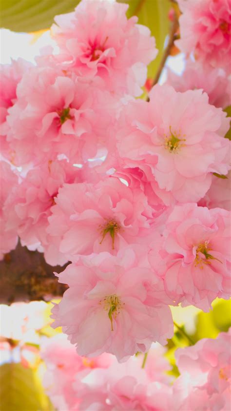anime cherry blossom wallpaper iphone
