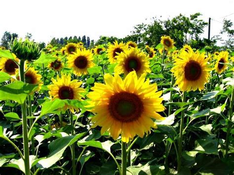 Como Plantar Y Cuidar Un Girasol Paso A Paso Trucos Y Consejos