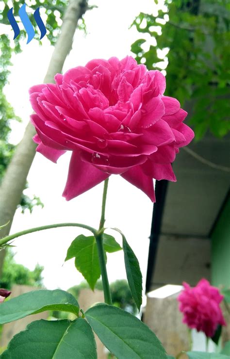 Fantastis 12 Gambar Setangkai Bunga Mawar Yg Indah Gambar Bunga Hd