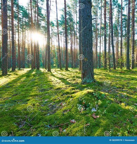 Sunrise In Pine Forest Stock Photo Image Of Grass Nature 58209978