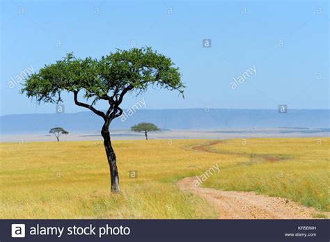 Savannah Landscape In The National Park In Kenya Stock Photo Alamy