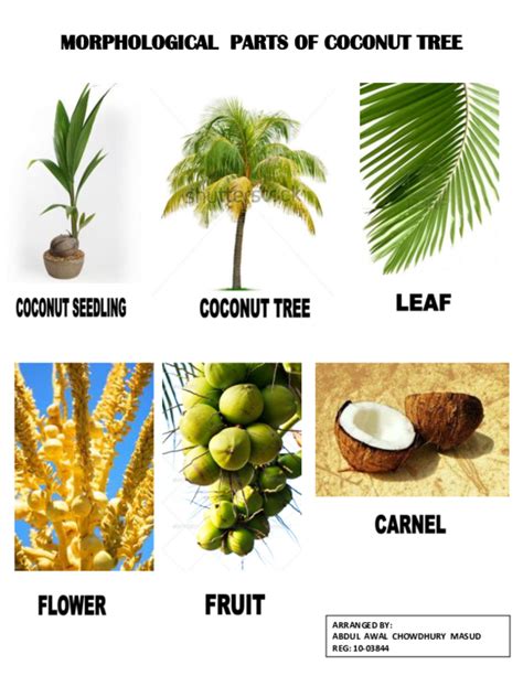 Pdf Silvan Features Morphological Parts Of Coconut Tree Masud