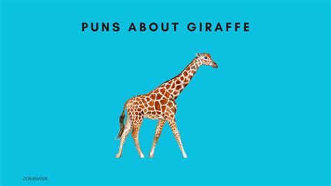100 funny giraffe jokes that will make you laugh jokewise