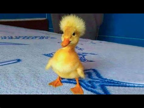 Silly Cute Ducks Funny Pet Videos Funny Pets Videos