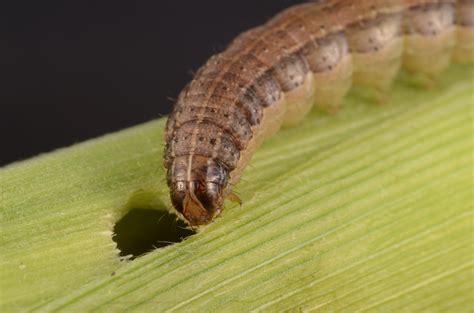 Fall Armyworm Declared Pest Agriculture And Food