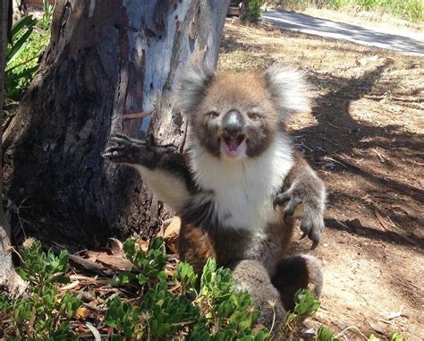 Koala Gets Booted Out A Tree And Cries Funny Koala Koala Koalas