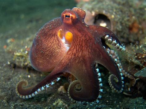 Coconut Octopus Facts Distribution Adaptations Pictures