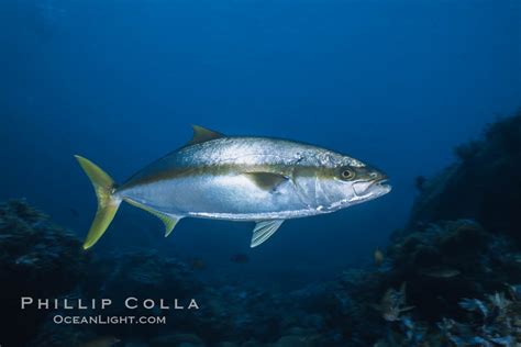 North Pacific Yellowtail Seriola Lalandi Guadalupe Island Baja