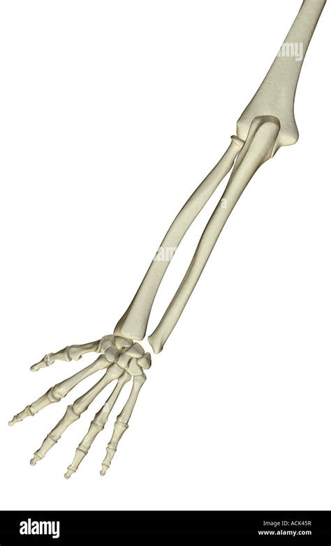 The Bones Of The Forearm Stock Photo Alamy