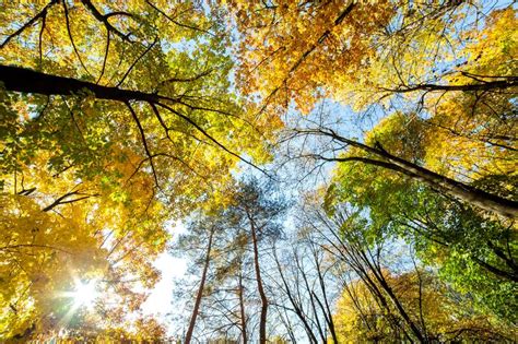 Perspective Up View Of Autumn Forest With Bright Orange And Yellow