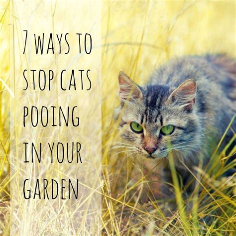 Home Remedies To Stop Cats Pooping In Garden Pistolholler