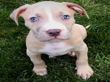 Here are two absolutely beautiful pitbull puppies that you would love to give a big hug to! American Pit Bull Registry - Brown Pit Bull Puppy Pictures