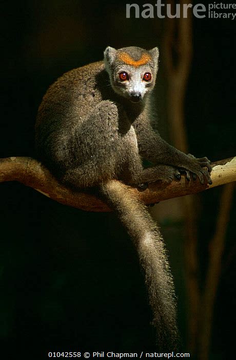 Stock Photo Of Crowned Lemur Lemur Coronatus Female Ankarana Special