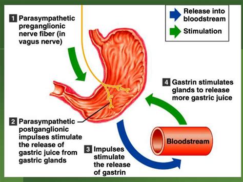 Ppt Digestion And Nutrition Powerpoint Presentation Free Download