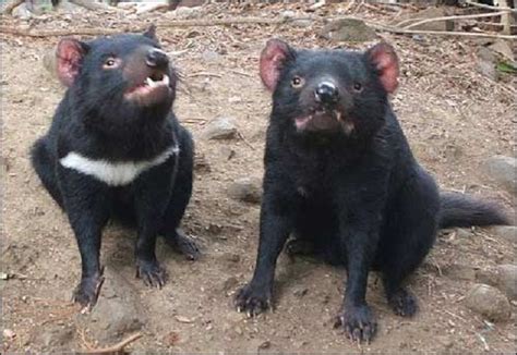The Habitat Advocate Tasmanian Devil Facial Tumour Disease Archives