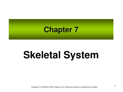 Skeletal System Chapter 7 Ppt Download