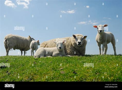 Mother Sheep With Her Cute Lambs In Spring Stock Photo Alamy