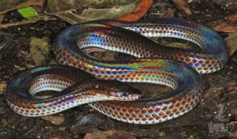 This asian species gets its namesake from the highly iridescent and colorful sheen visible upon its skin. Sunbeam snake | Rebrn.com