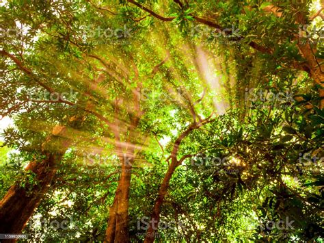 Morning Sunlight Shining Through The Big Green Trees In The Forest