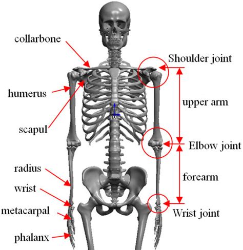 Upper Limb Skeletal Anatomy