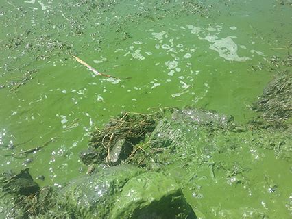 Photo Examples Of Harmful Algal Blooms Habs Utah Department Of