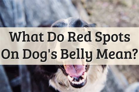 5 Reasons For Red Spots On Dogs Belly 2022 Guide Update