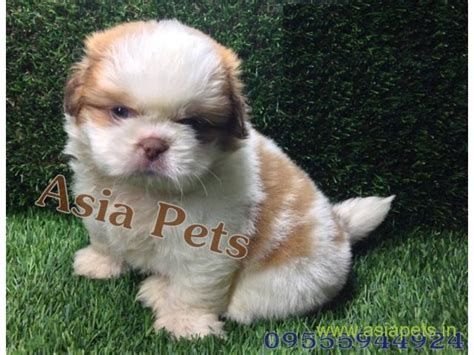 Shih tzus do not shed and are hypoallergenic. Shih tzu Puppy for sale good price in delhi