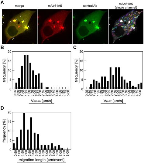 Live Cell Imaging Of Cytoplasmic Vrnps In Infected Mdck Cells A For
