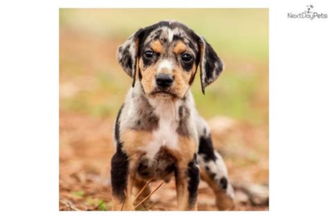 Crate training takes advantage of your dog's natural instincts to seek out a comfortable, quiet and safe place when the environment around them becomes too loud or overwhelming. Skeeter: Catahoula Leopard Dog puppy for sale near ...