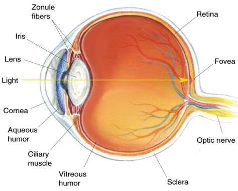 Researchers Successfully Use Grown Cornea Cells To Cure Blindness